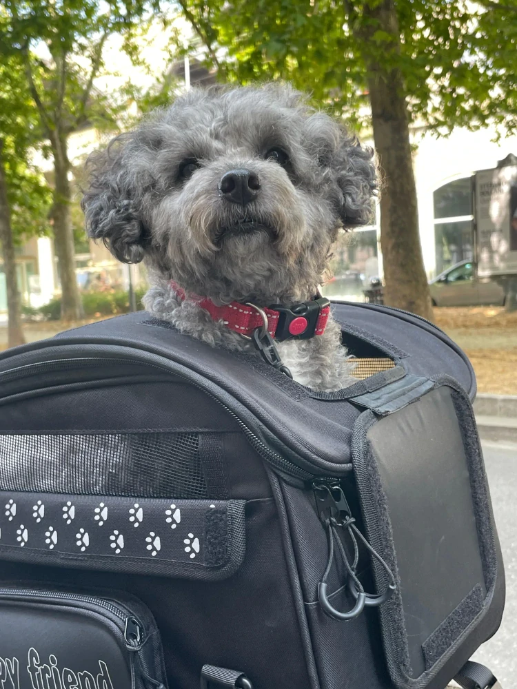 Textilní taška / motocyklová brašna pro zvířata OJ ATMOSFERE METROPOLITANE s.r SEAT PET BAG M290 barva černá, objem 30 litrů, pro domácí mazlíčky do 8 kg   